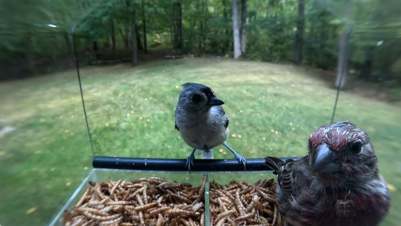 2025 Bird Feeder Behavior – September 6