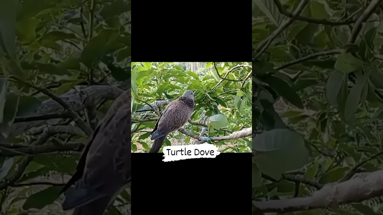 peaceful wildlife #pigeon #pigeonbreeds