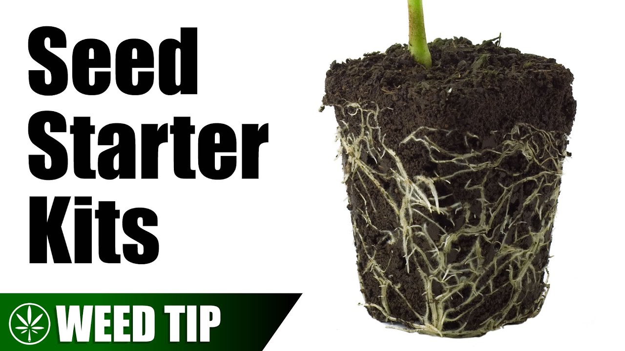 Using Seed Starter Kits with Cannabis Seeds