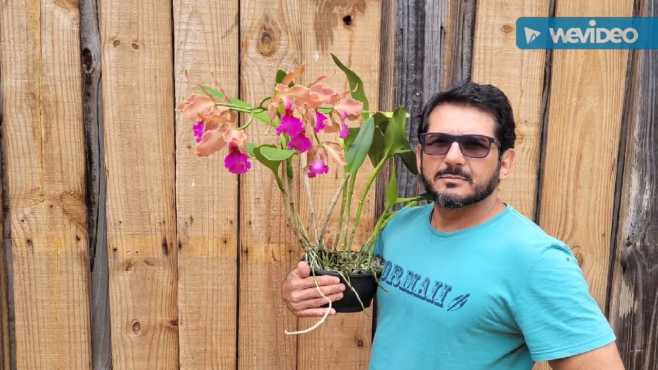 Cattleya bifoliadas e Dicas de Cultivo de Orquídeas