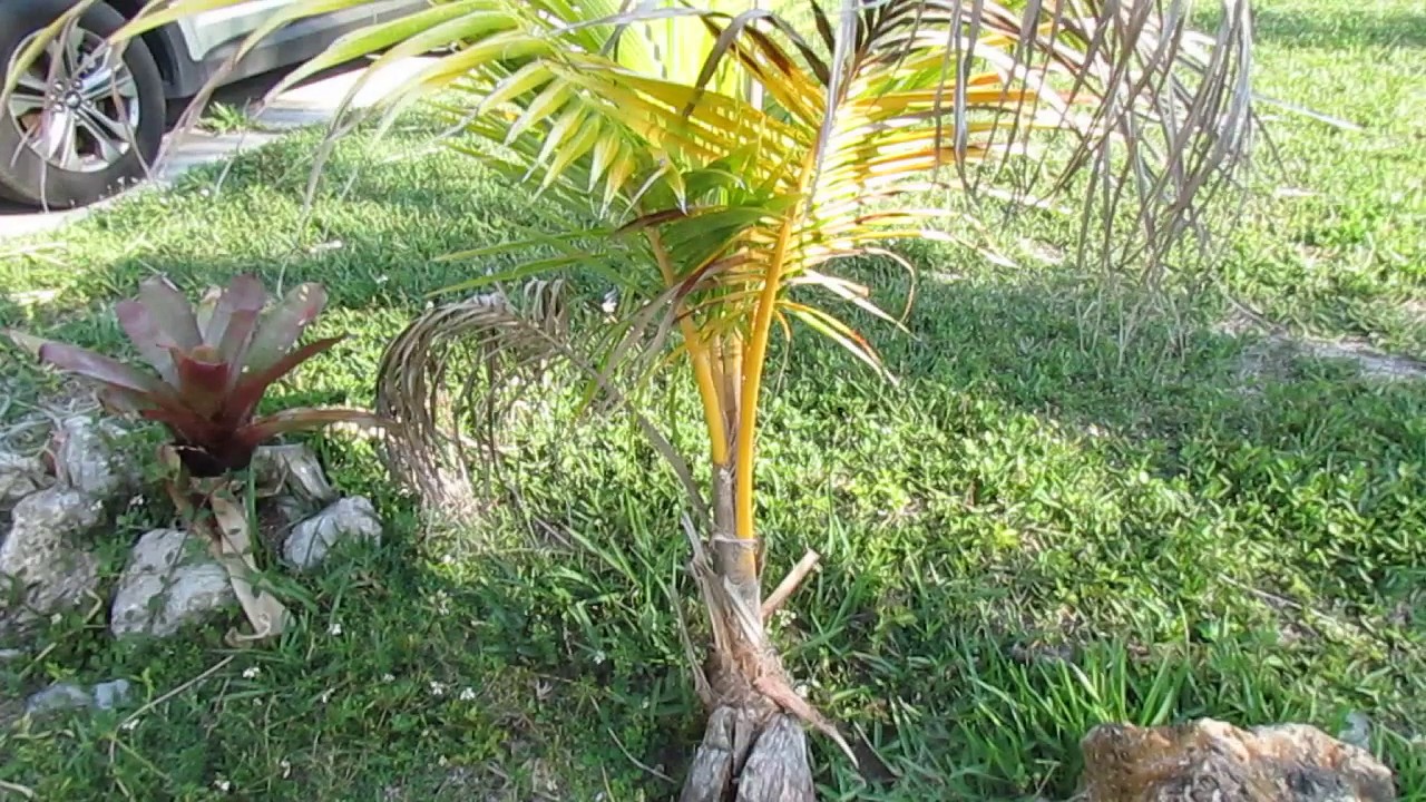 Coconut Palms Part 2 - Potting Up and Care For Juveniles.