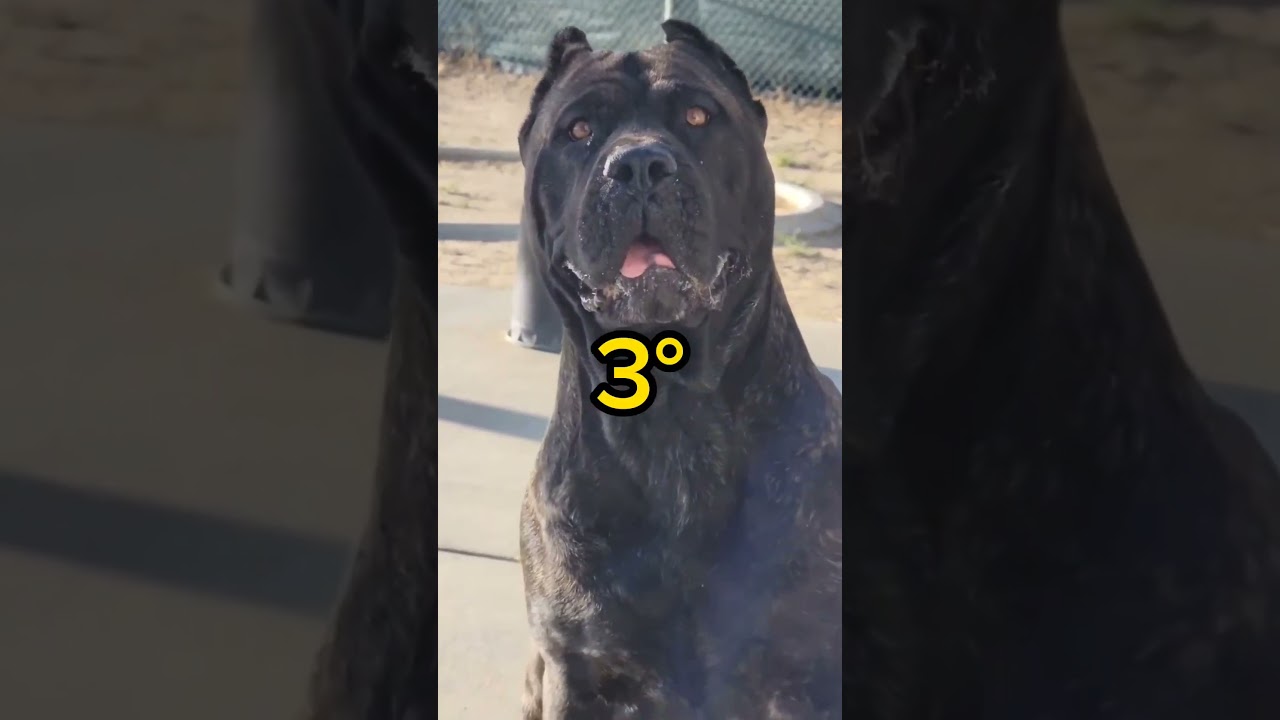 As 5 ra&ccedil;as de c&atilde;es que venceriam o Pitbull #pets #cachorro #pitbull