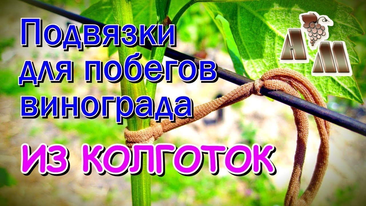 🍇 Подвязки для винограда из колготок