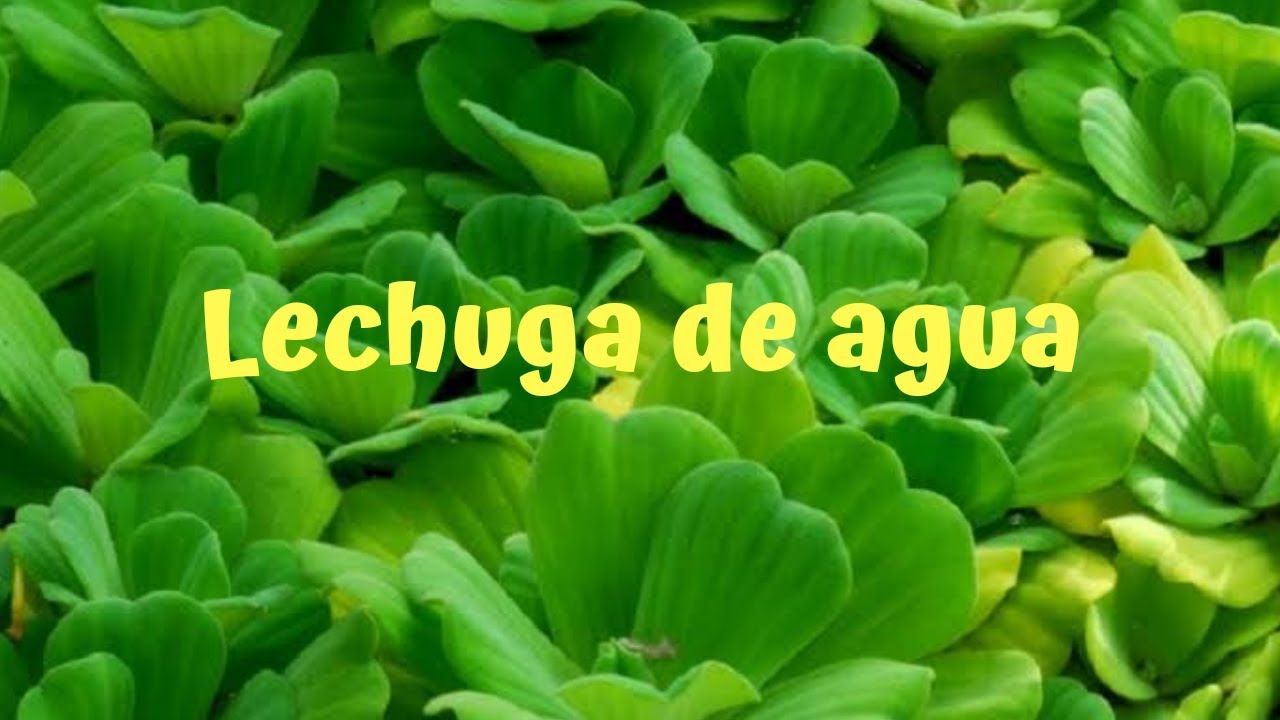 Lechuga de agua y como desinfectarla