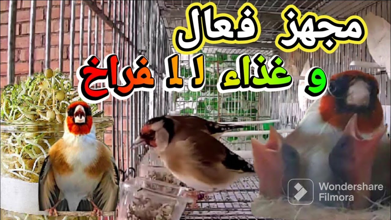 البذور المستنبتة مجهزة للحسون رافعة للخصوبة و غذاء للفراخ تعرف على طريقة تحضيرها و منافعها