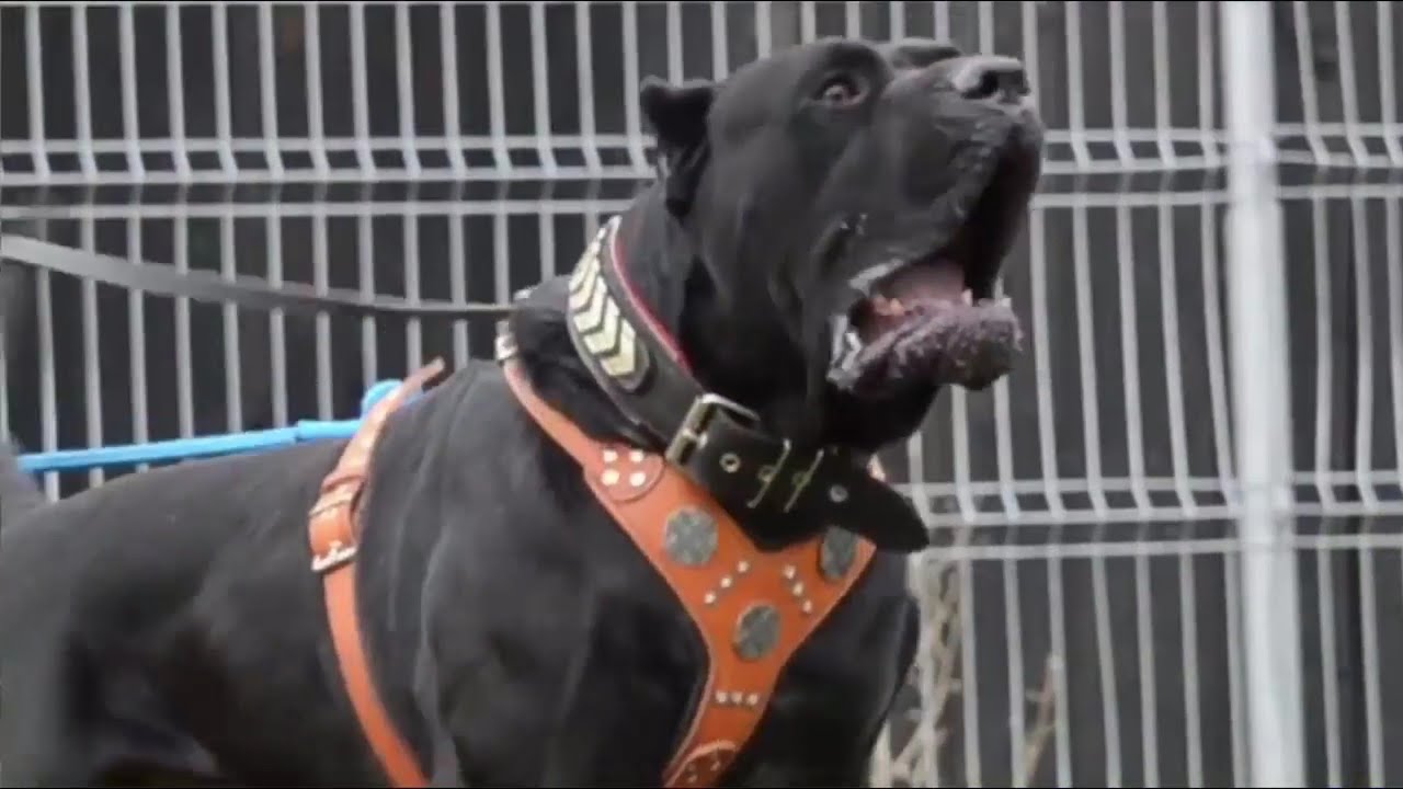 CaNe CoRSo DoG - Gladiator of Dog Breeds