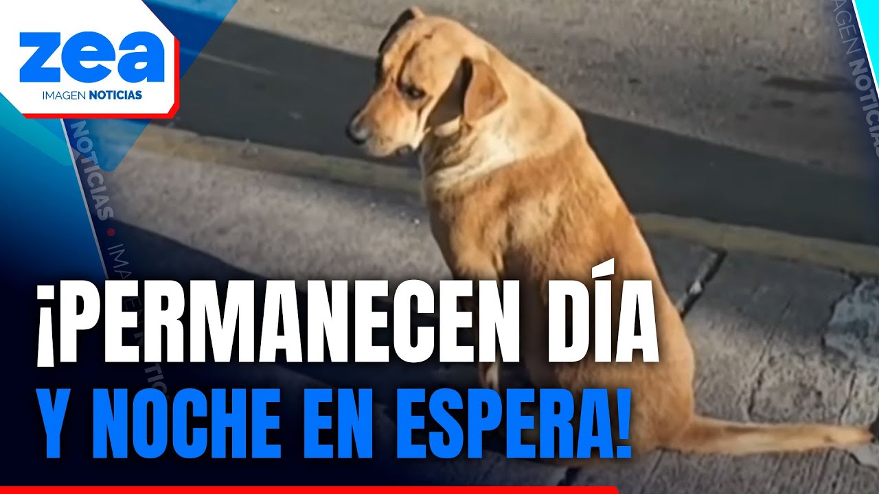 Perritos de la calle esperan a Doña Teresita, pero ella ya no volverá porque falleció | Zea