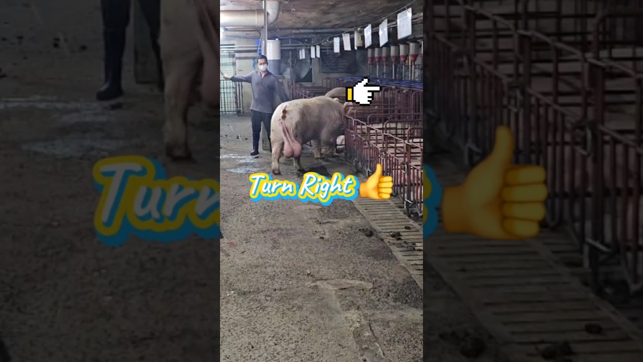 Turn right ok👍 #pigsisbeautiful #pig #piggy #farm #piglet #farming#video #animals#pigging#subscribe