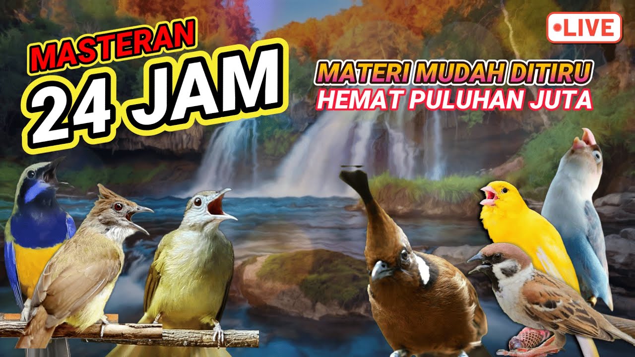 #8 MASTERAN AMPUH MUDAH DITIRU UNTUK BURUNG FIGHTER - 24 JAM NONSTOP‼️