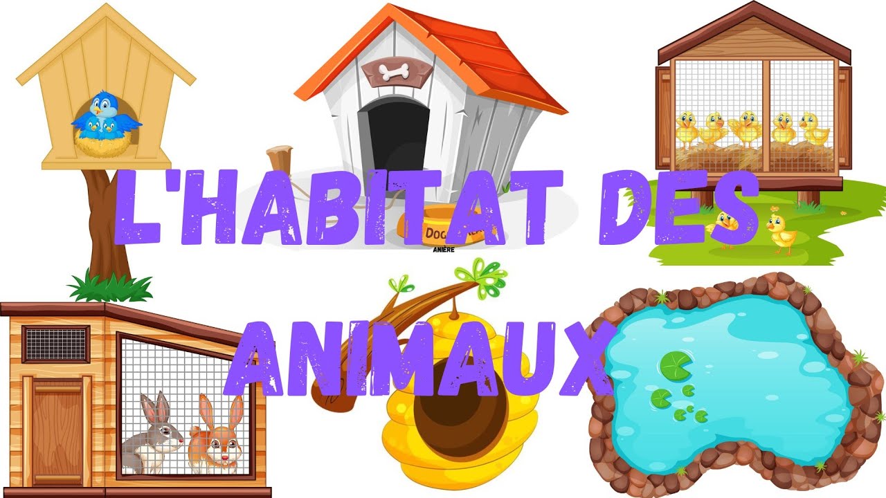 l'habitat des animaux en français. maison 🏠  des animaux