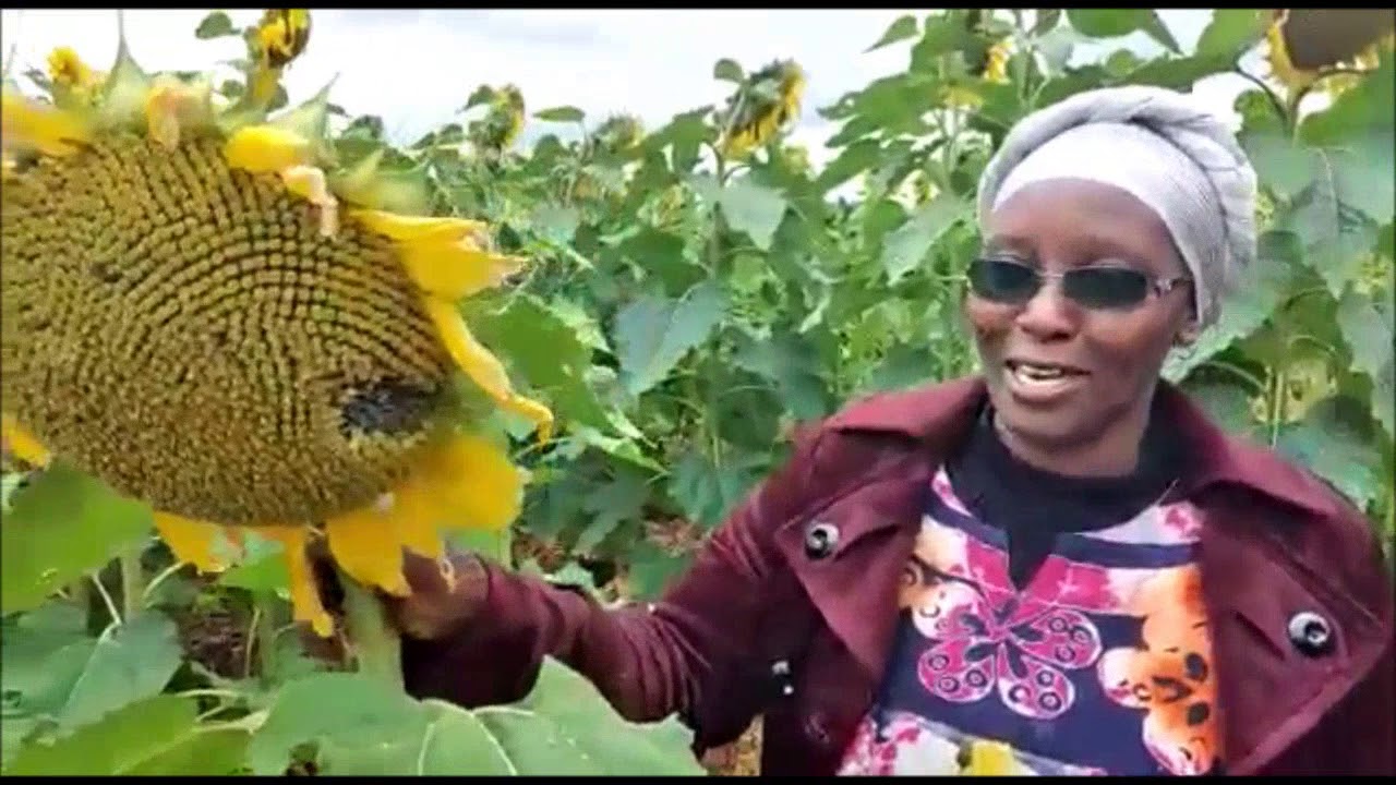 SUNFLOWER FARMERS: This is amazing variety: