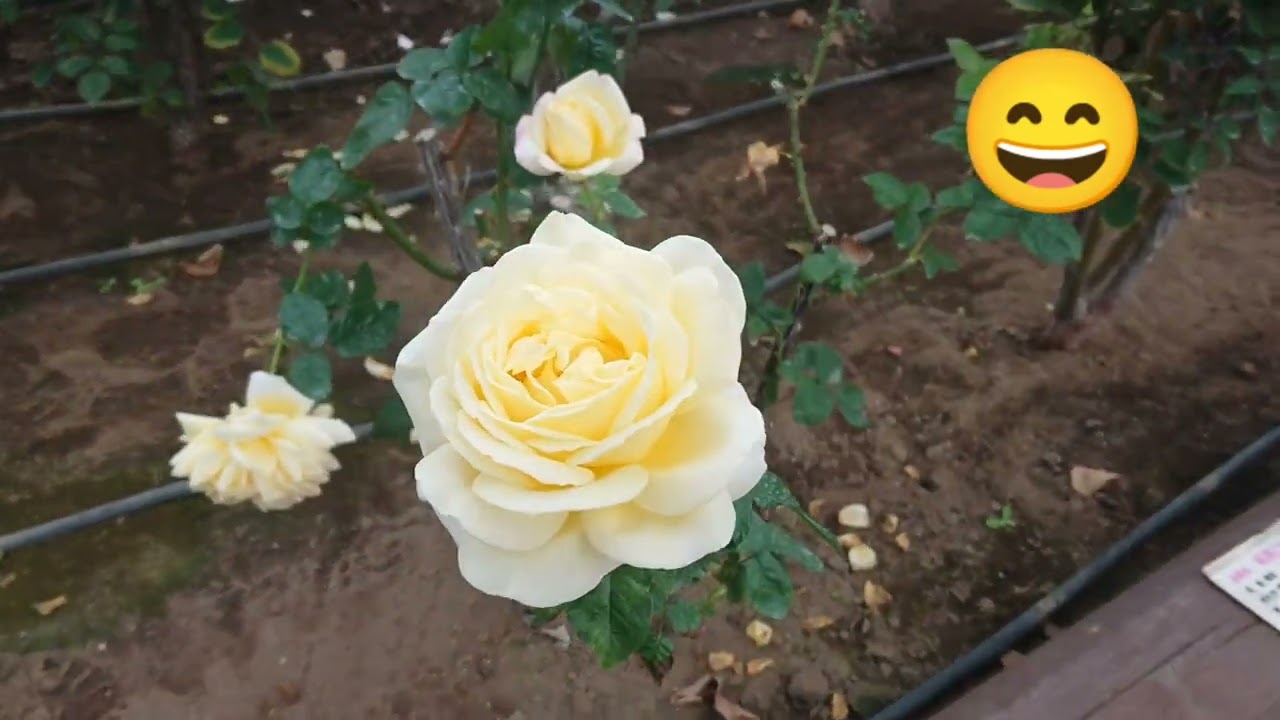 ✨癒し✨🌹ローズガーデン🌹🥰🌹大分県日田市『ローズ.ヒルあまがせ』(10分程)ゆっくり薔薇🌹❤️💕を楽しまれて下さい🤗❤️💕🔔✨🎁✨💝