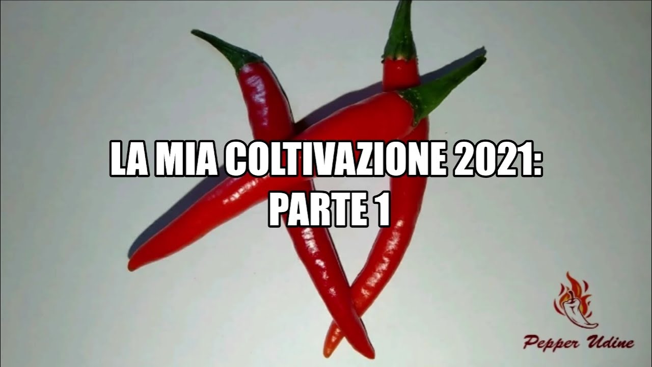 LA MIA COLTIVAZIONE 2021: PARTE 1, DIAVOLICCHIO DIAMANTE!!!