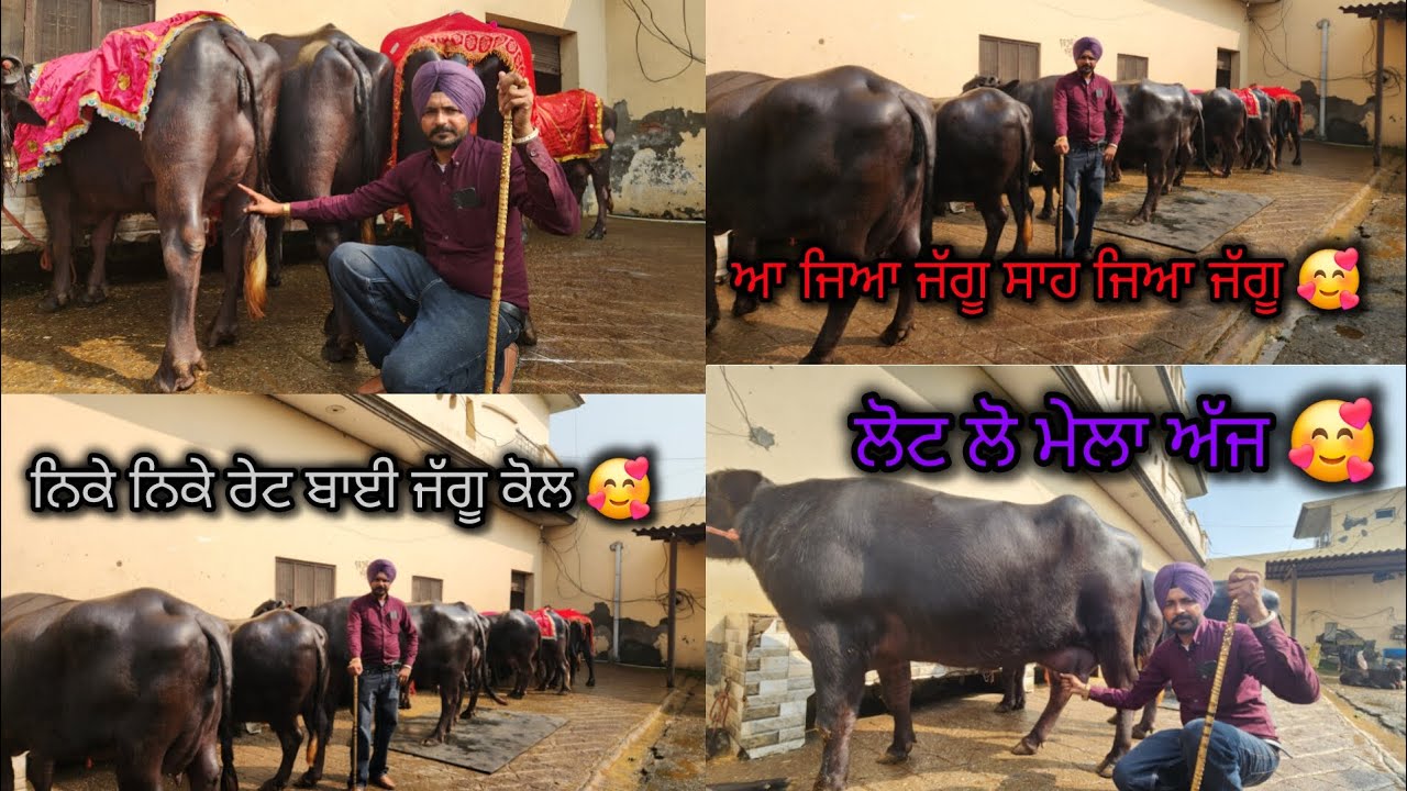 25feb2026,9876615127👈ਅੱਜ ਆਪਣੇ ਕੋਲ 10,12  ਝੋਟੀਆਂ 🥰ਨਿਕੇ ਨਿਕੇ ਰੇਟ ਦੀਆਂ 20,20ਲਿਟਰ ਦੁੱਧ ਲੋਟ ਲੋ ਮੇਲਾ ਅੱਜ