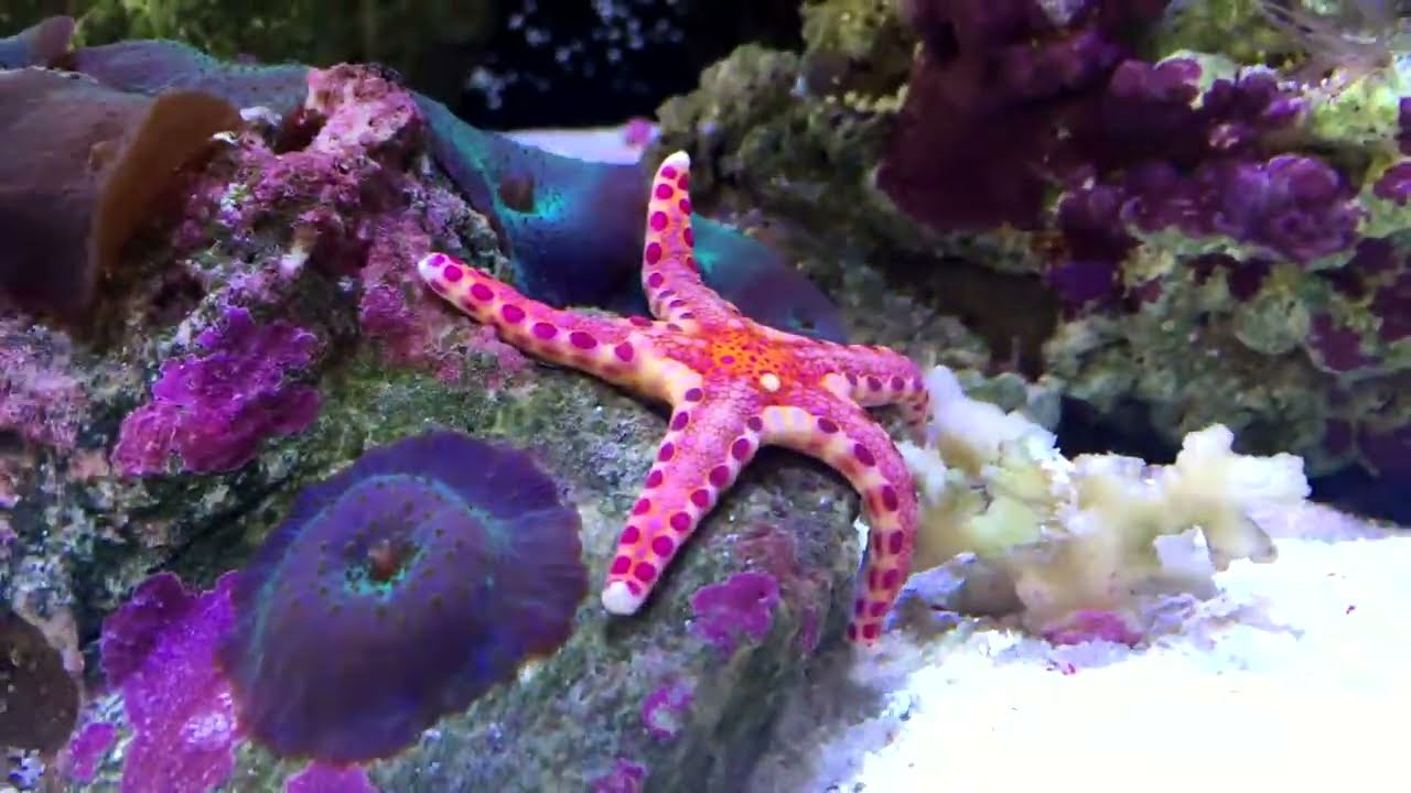 Red Sea Reefer 170 White