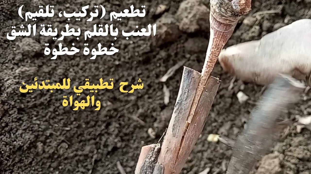 تطعيم (تركيب، تلقيم) العنب بالقلم بطريقة الشق/Grafting (installation, feeding) grapes by slit method