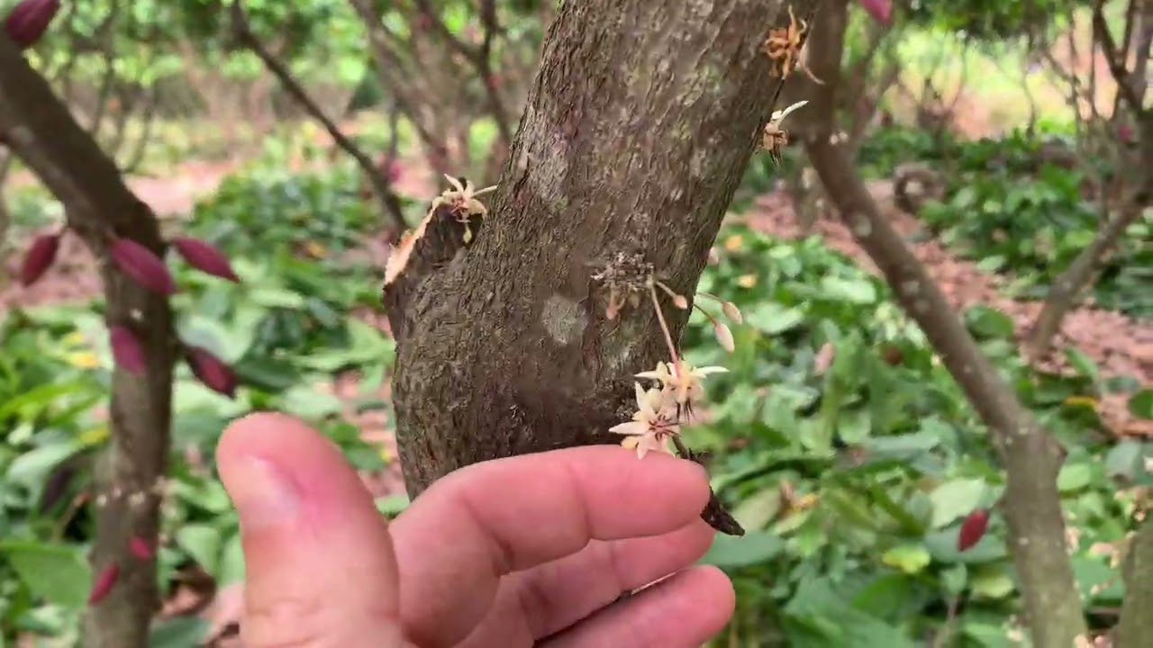 Poda de limpeza do cacau