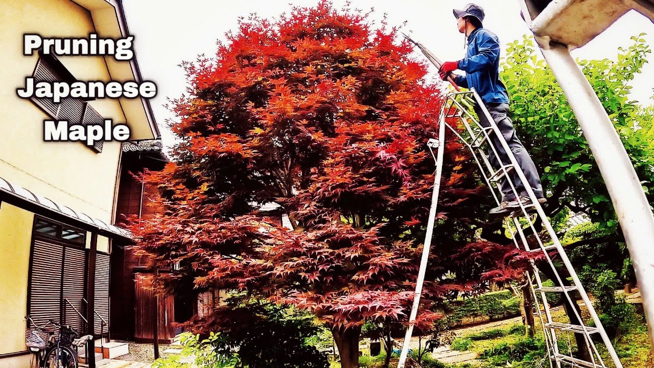 Pruning Japanese Maple Trees
