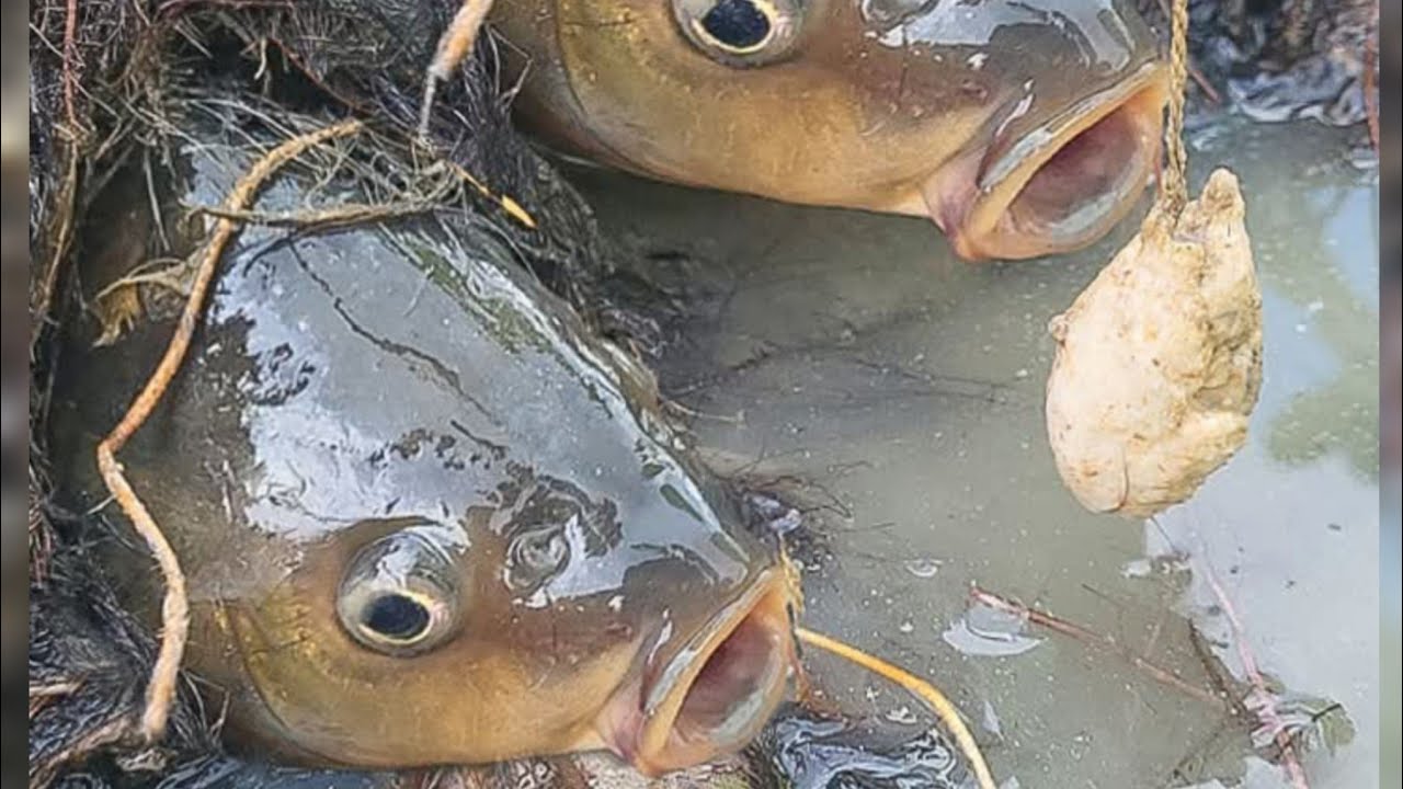 catch fish🦈🎣🎣 মাছ ধরা 🦈🦈🎣