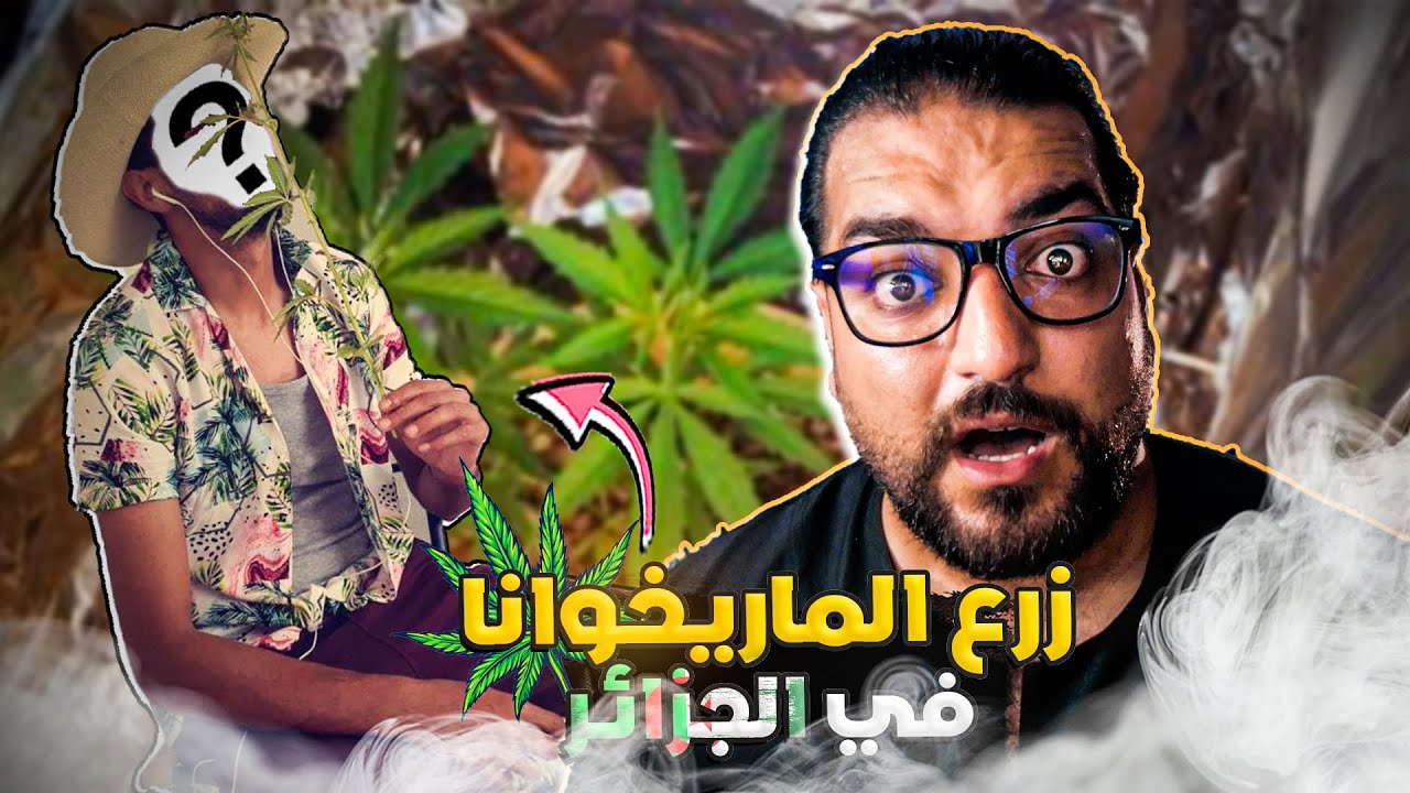 كيف كان يزرع الماريخوانا في الجزائر