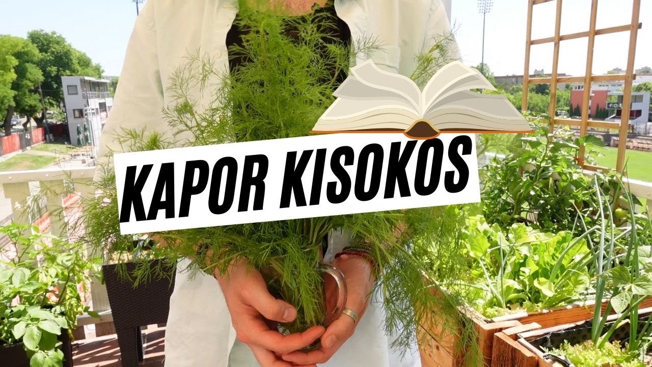 Kapor termesztése  -  minden, amit a kaporról tudni érdemes  -  Szüret Mátéval  I  Kreatív Farmer