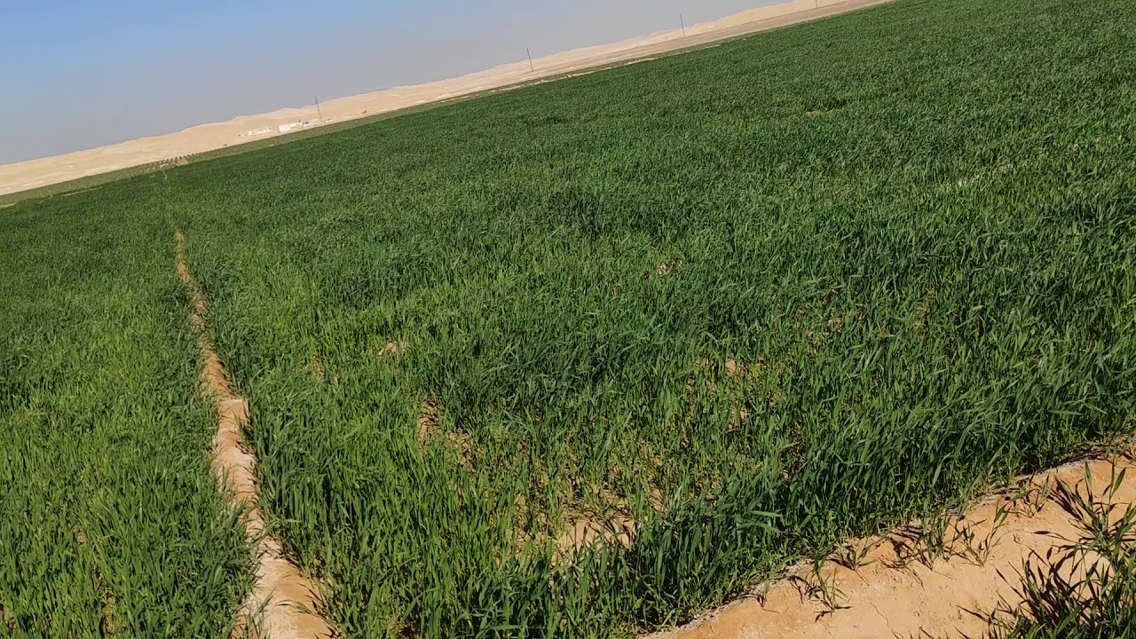 نوفا بلس ومعالجة الأراضي الجديدة في محصول القح