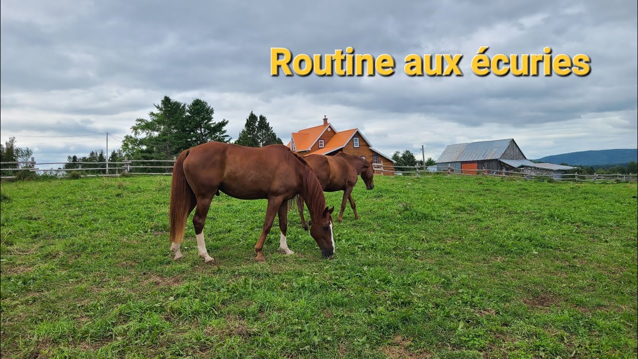 Routine aux écuries #3