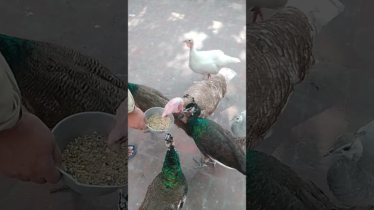 Peacock Love 💕. 03028559837