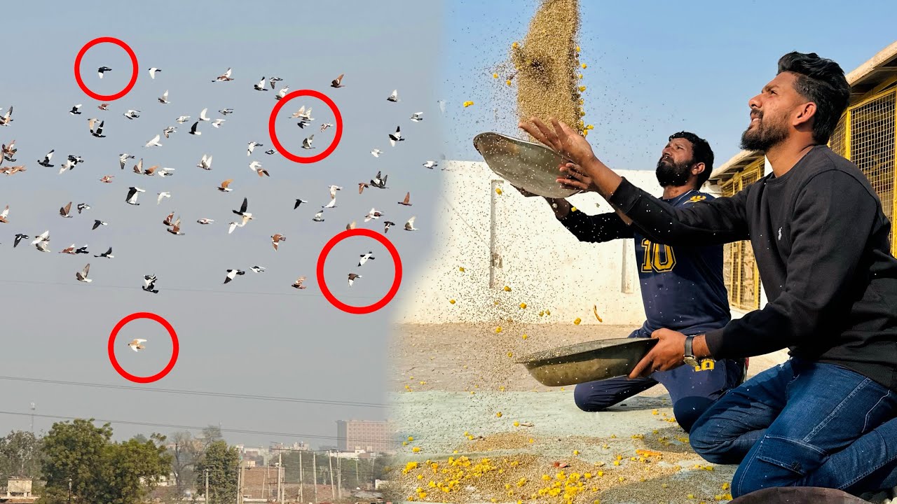 300 Kabutaron Ki Bazi | Aaj Kon Jeeta Kon Hara?