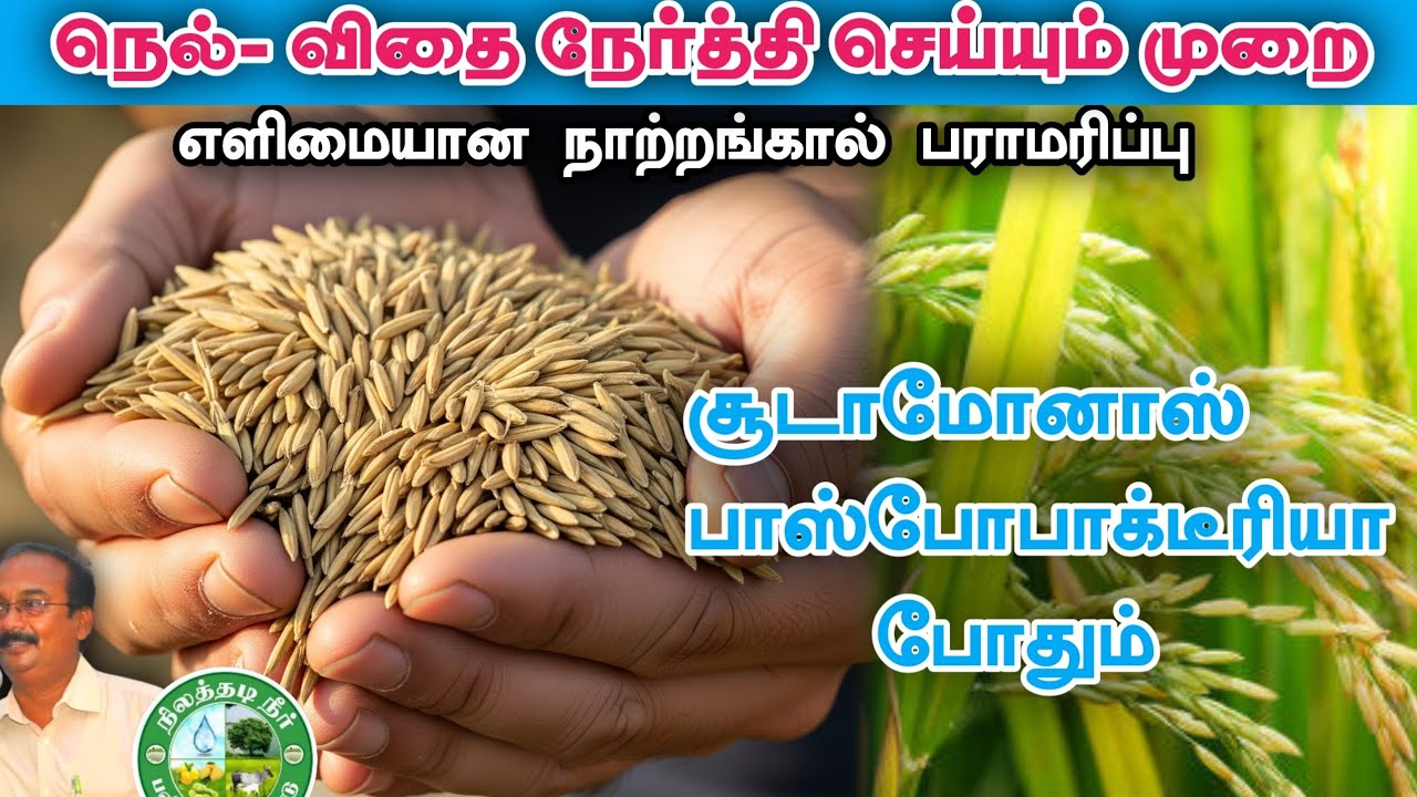 நெல் விதைநேர்த்தி மற்றும் நாற்றங்கால் பராமரிப்பு முறை #பிரிட்டோராஜ் #9944450552 