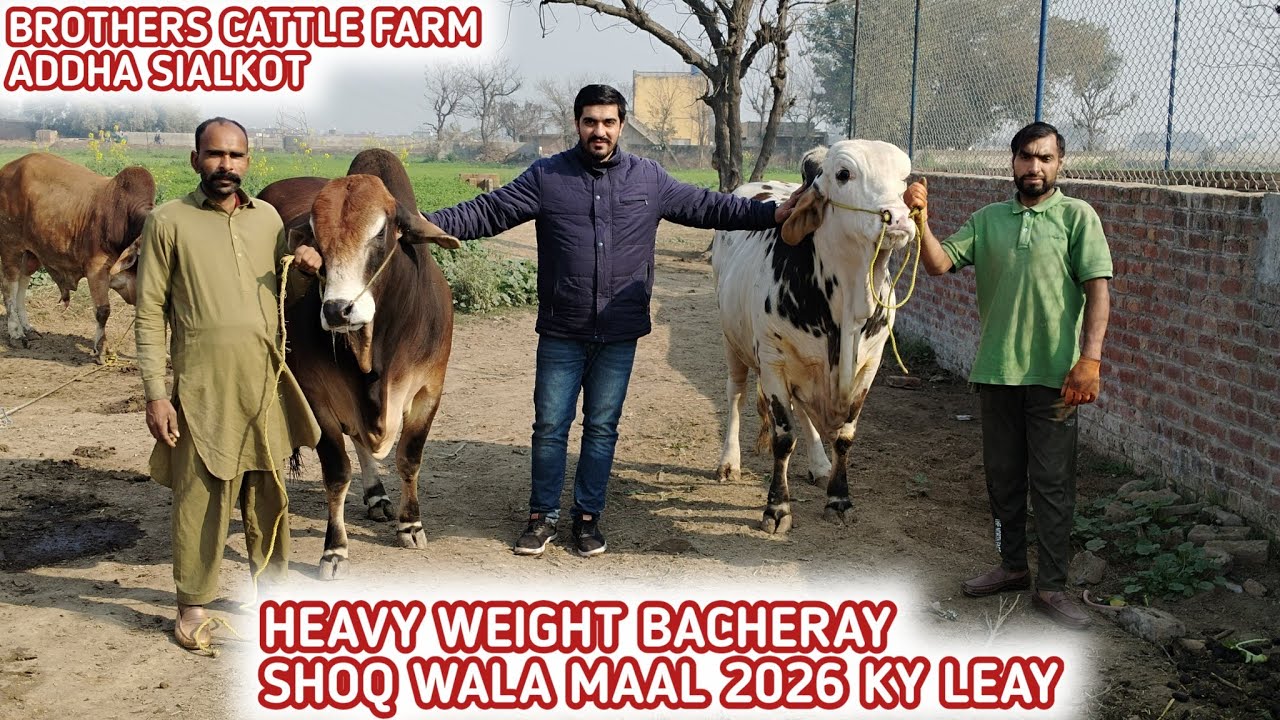 Heavy Weight Bacheray😍Shoq Wala Maal 2026 Kay Leay😎Visit Brothers Cattle Farm Sialkot😍