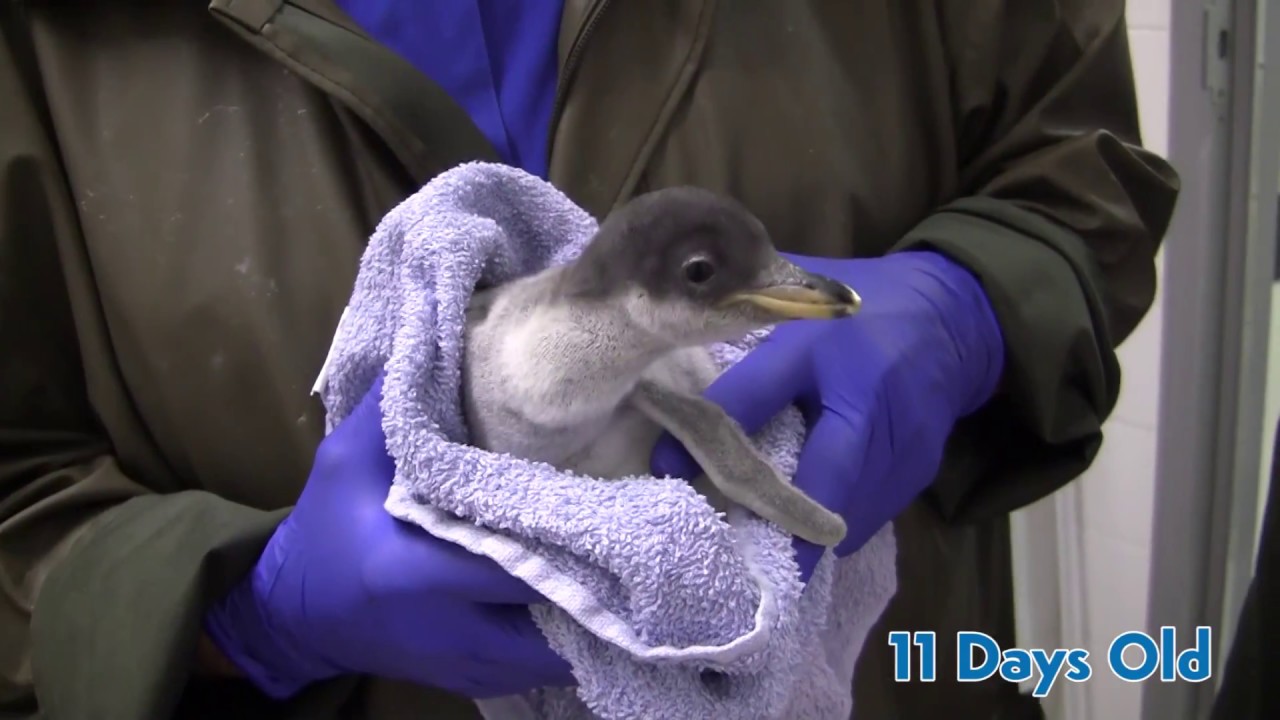 Gentoo Penguin Chick at the Tennessee Aquarium