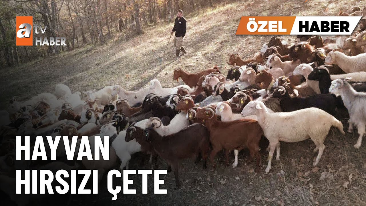 &Ouml;ZEL HABER &ndash; Alıcı gibi gelip hayvanlarını &ccedil;aldılar - atv Ana Haber 3 Kasım 2025