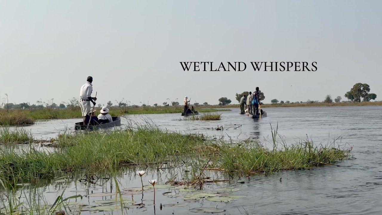 A Gentle Drift, Birds Alongside, Wetland Whispers: Okavango｜轻舟徐徐，水鸟随行，沼泽低语：奥卡万戈