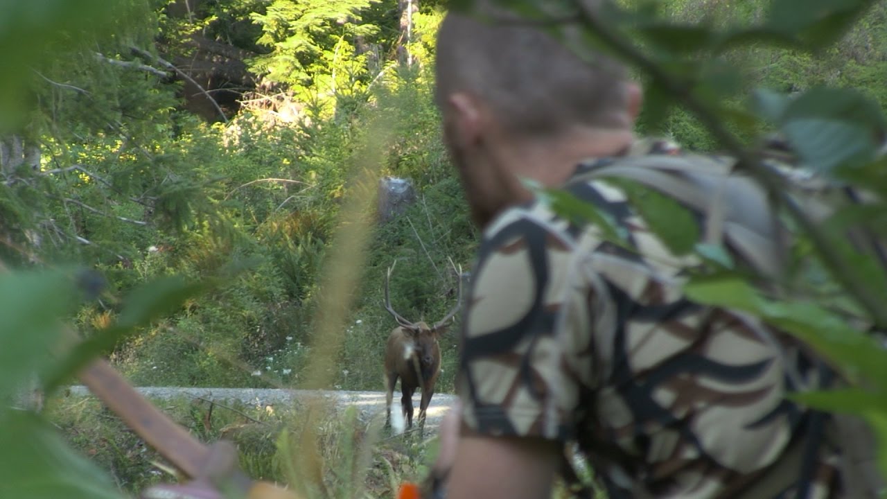 ROOSEVELT ELK HUNTING IN OREGON WITH A RECURVE BOW