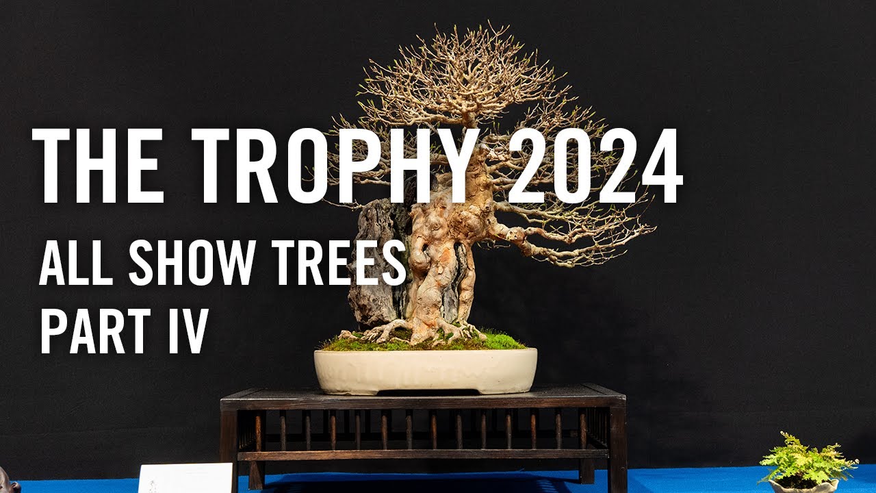 Bonsai Trophy 2024 Belgium, all show trees part 4