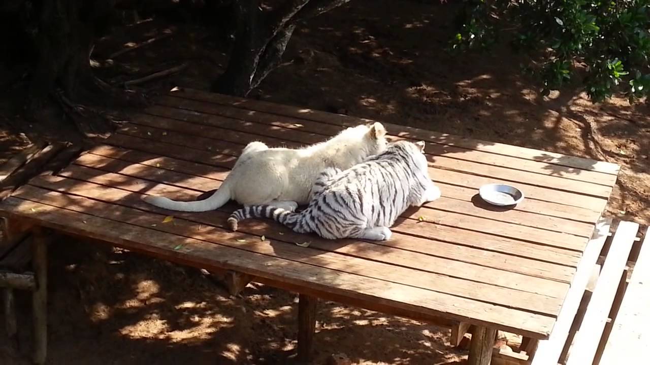 White lion and white tiger cubs having lunch!