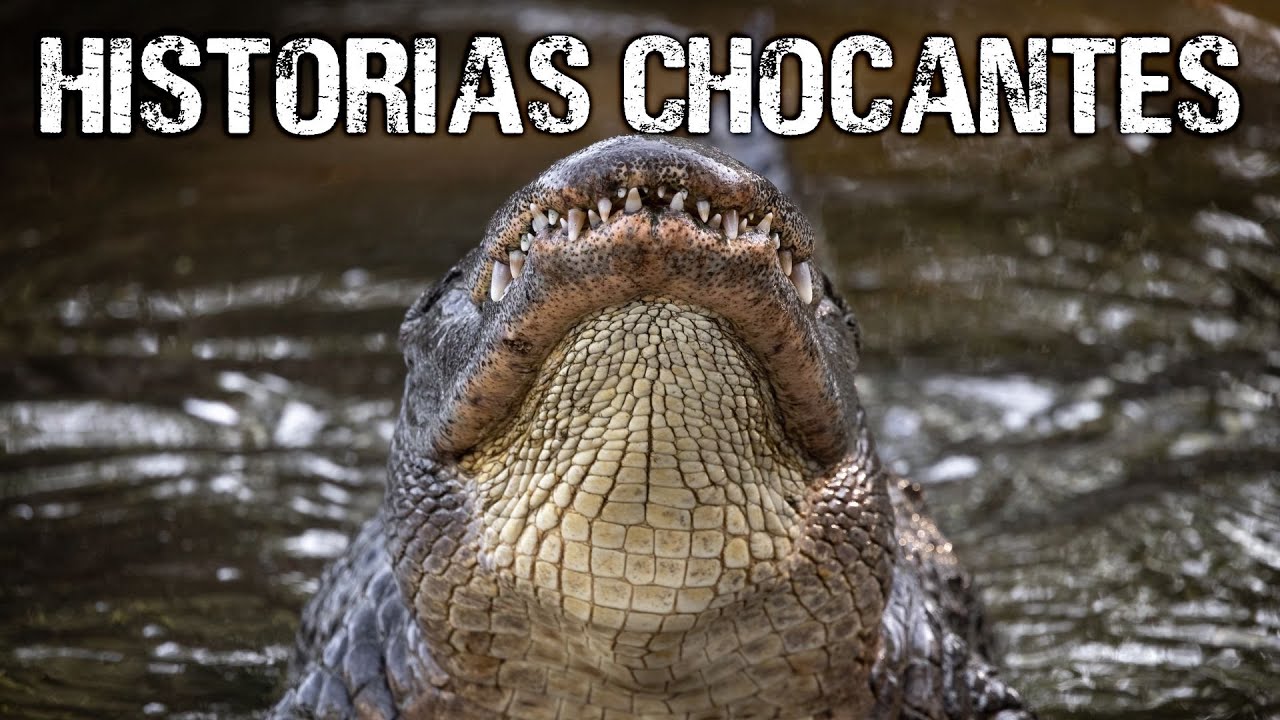 As hist&oacute;rias de Ataques de CROCODILO MAIS BRUTAIS | Maratona