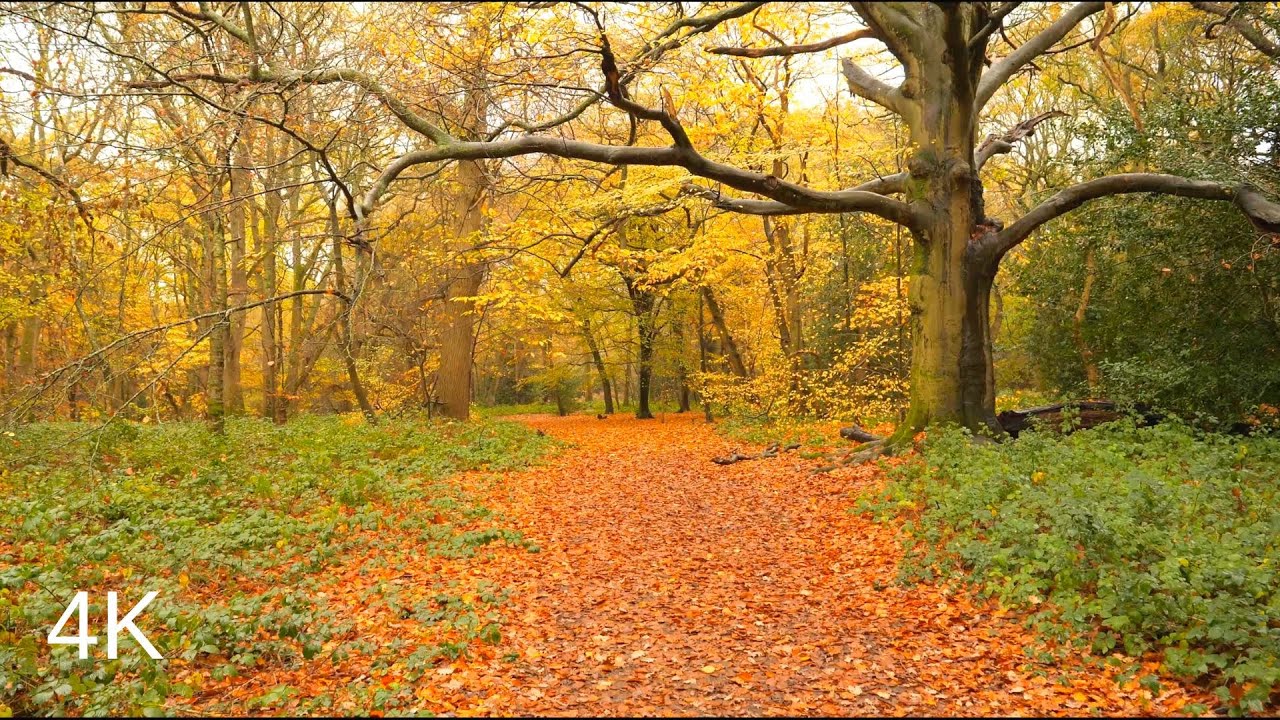 Walk in the Rain, Autumn forest, Binaural Rain and forest sounds to Relax and sleep, ASMR