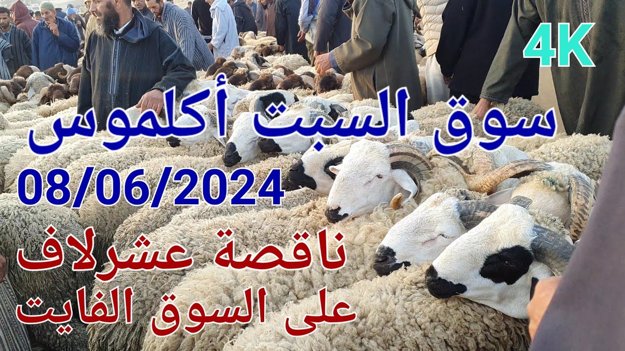 مباشرة من سوق السبت أكلموس أثمنة الغنم والماعز اليوم 08/06/2024