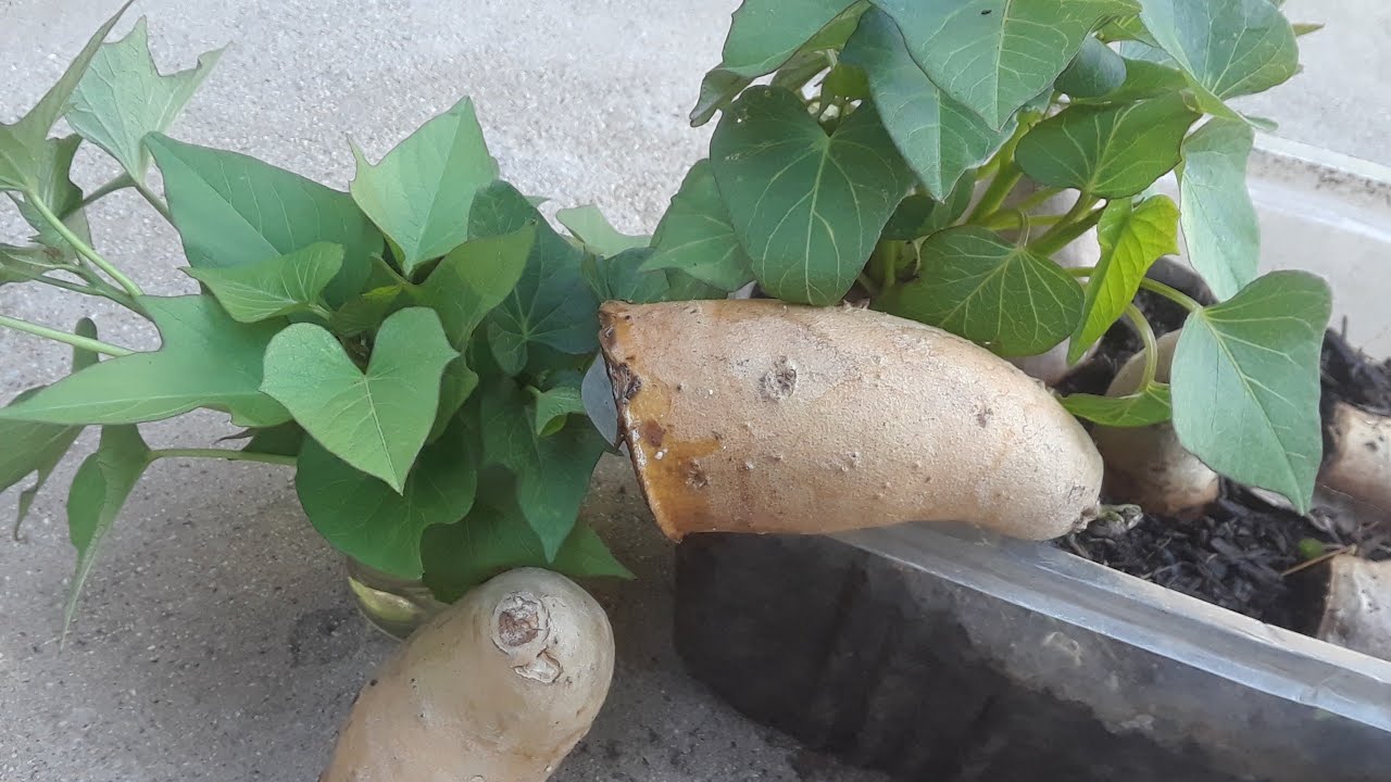COMO CULTIVAR, CAMOTE,BATATA,BONIATO O PAPA DULCE EN CASA.
