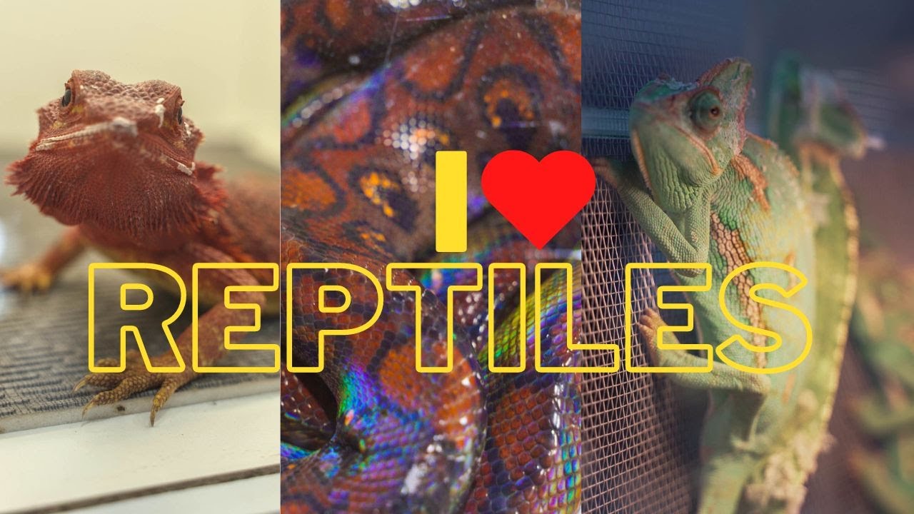 Sono stato alla fiera di Rettili - I love Reptiles Fiano Romano 20/11/22
