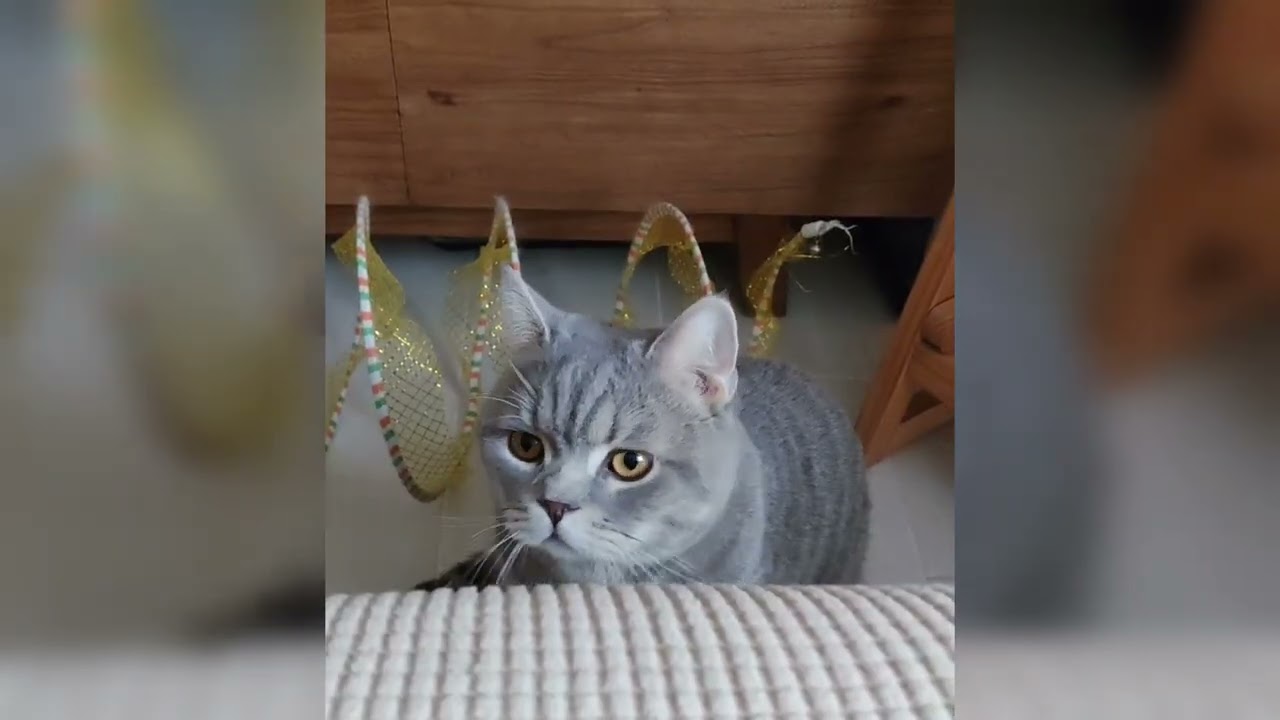 【LOVELY CATS DAILY 2023.12.9】Lofoo & CG Presents - Kitty vs Beastly Bed | CHUBBY MEOW SPACE | 我哋驚驚😸🦁