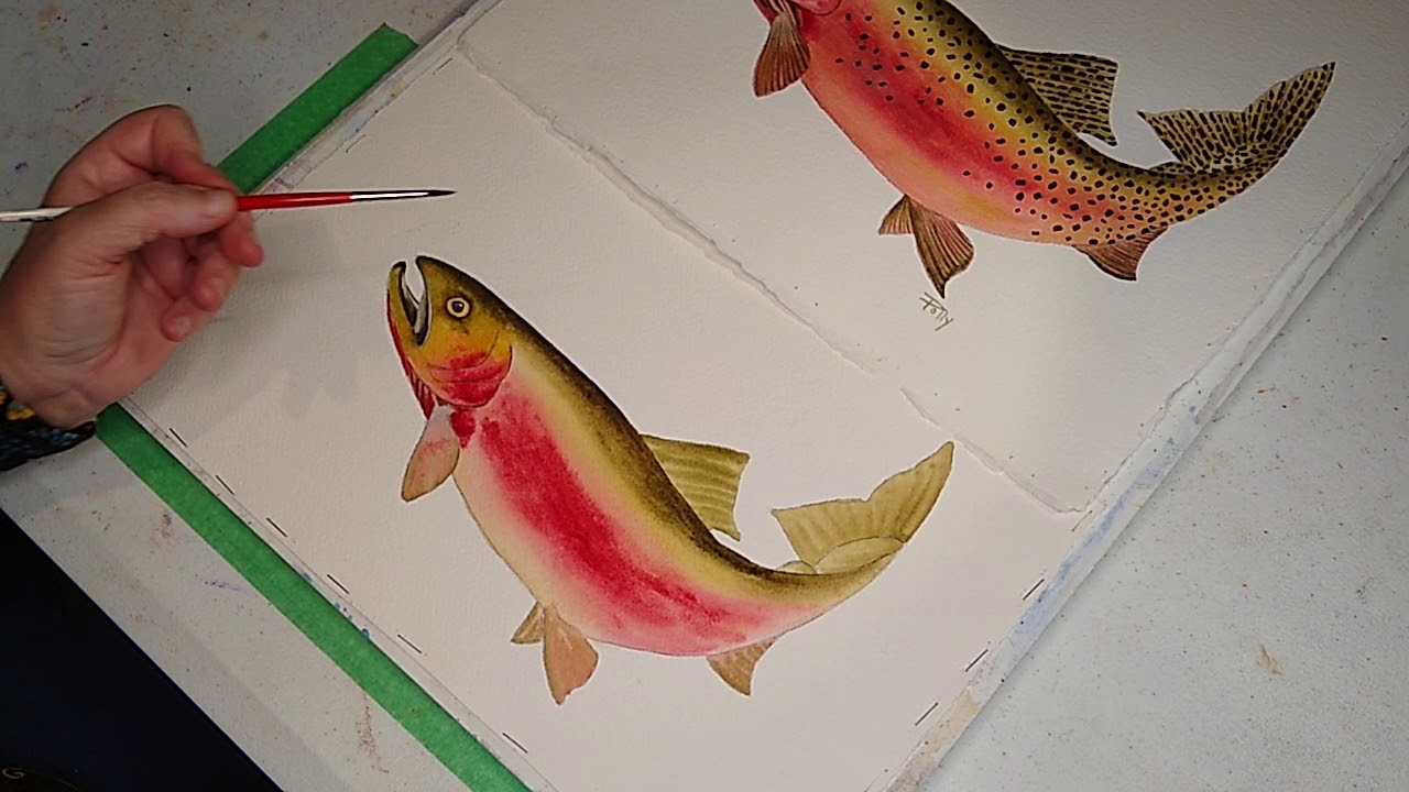 Watercolor Cutthroat Trout - Lesson 5 - Finishing Touches On Fins