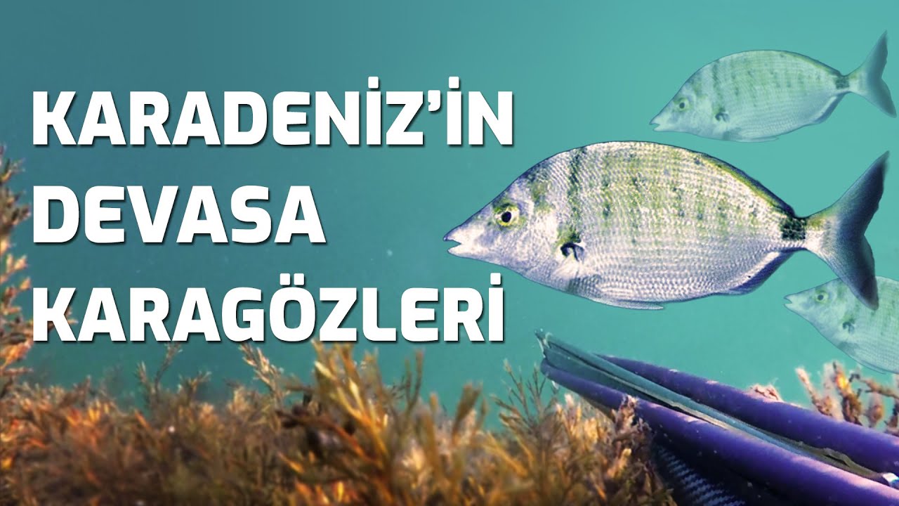 Karadeniz'in Diğer Yüzü / Beykoz'da Karagöz ve Kefal Avları  #spearfishing #fyp #balıkavı #cooking