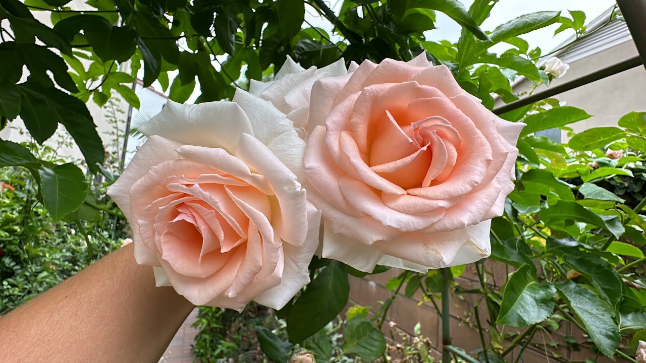 Pink Pearly Gates Rose Review Tour &mdash; a Weeks Rose #rose #weeksroses #pinkroses