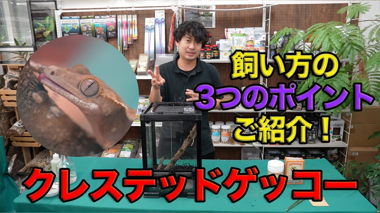 【クレステッドゲッコー】お迎えした直後の餌やり、飼育方法のご紹介！
