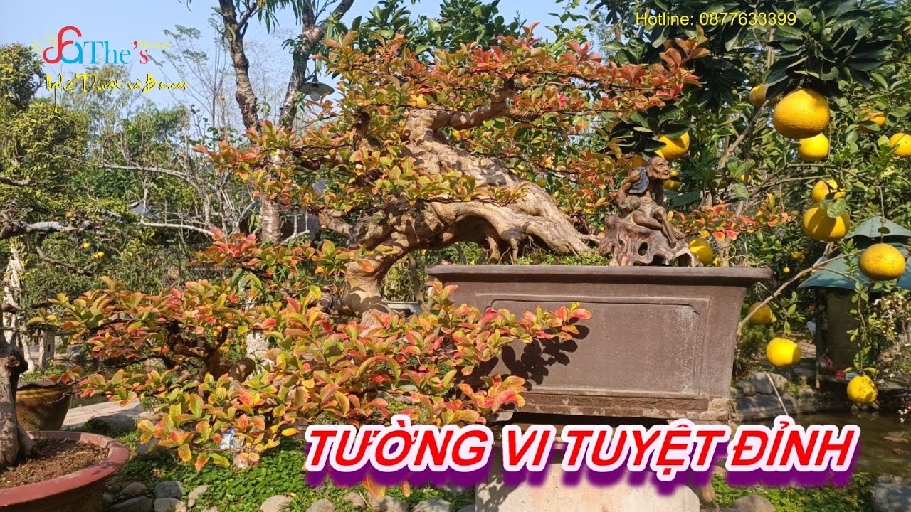Vườn Cây Độc Lạ và Tác phẩm Tường Vi tuyệt đẹp của nhà báo Sử Trường Sơn
