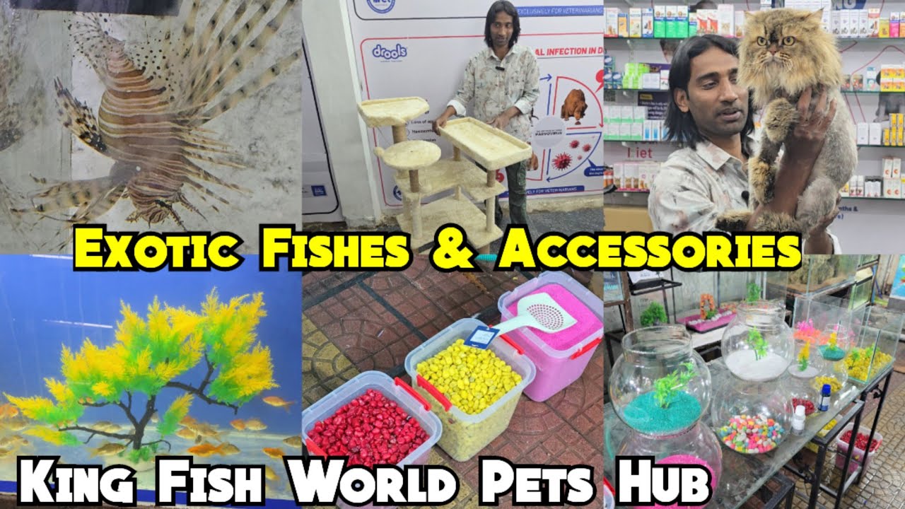 Exciting Offers On Every Sunday By King's Fish World Pets Hub | Exotics Fishes Cats & Accessories