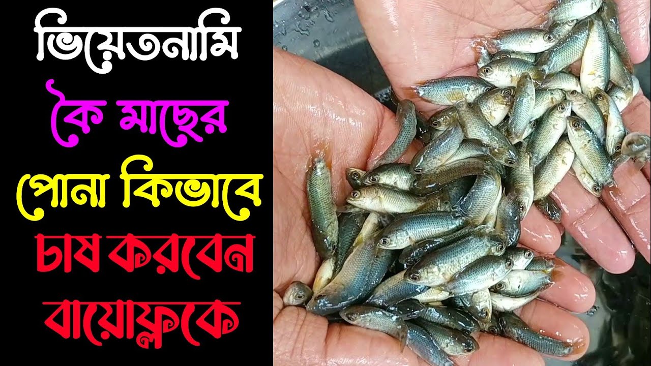 ভিয়েতনামি কৈ মাছের পোনা কিভাবে চাষ করবেন বায়োফ্লকে